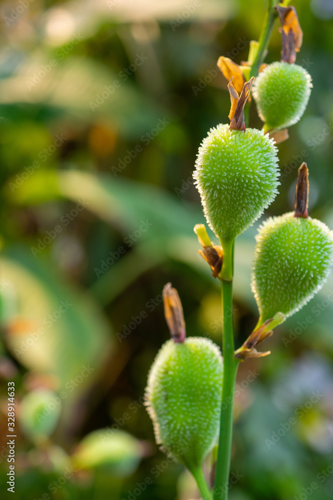 buds of a canna edulis tropical plant buds of a canna edulis tropical plant