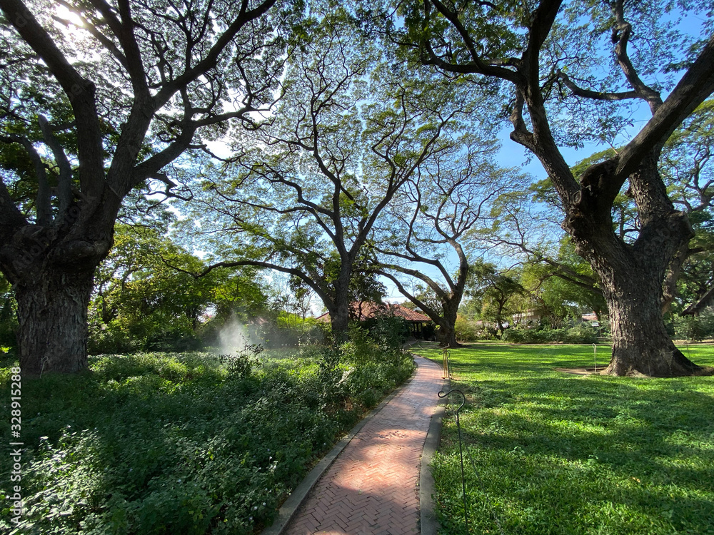 under big tree with and green field with nature sunlight background.