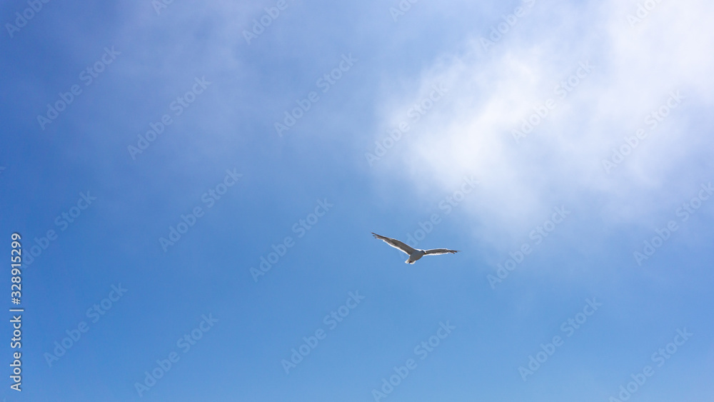Obraz premium Flying Seagull on a clear summer sky