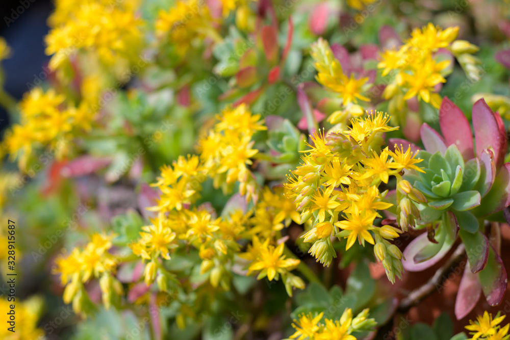 Sedum palmeri (Palmer's sedum) succulent with yellow flowers Sedum palmeri (Palmer's sedum) succulent with yellow flowers