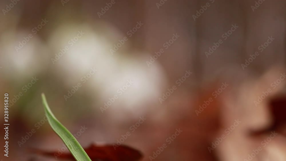Galanthus Snowdrops in the forest Spring concept Galanthus Snowdrops in the forest Spring concept