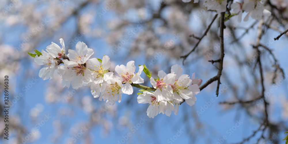 Almond tree branch full of white pink blossoms during spring time Almond tree branch full of white pink blossoms during spring time
