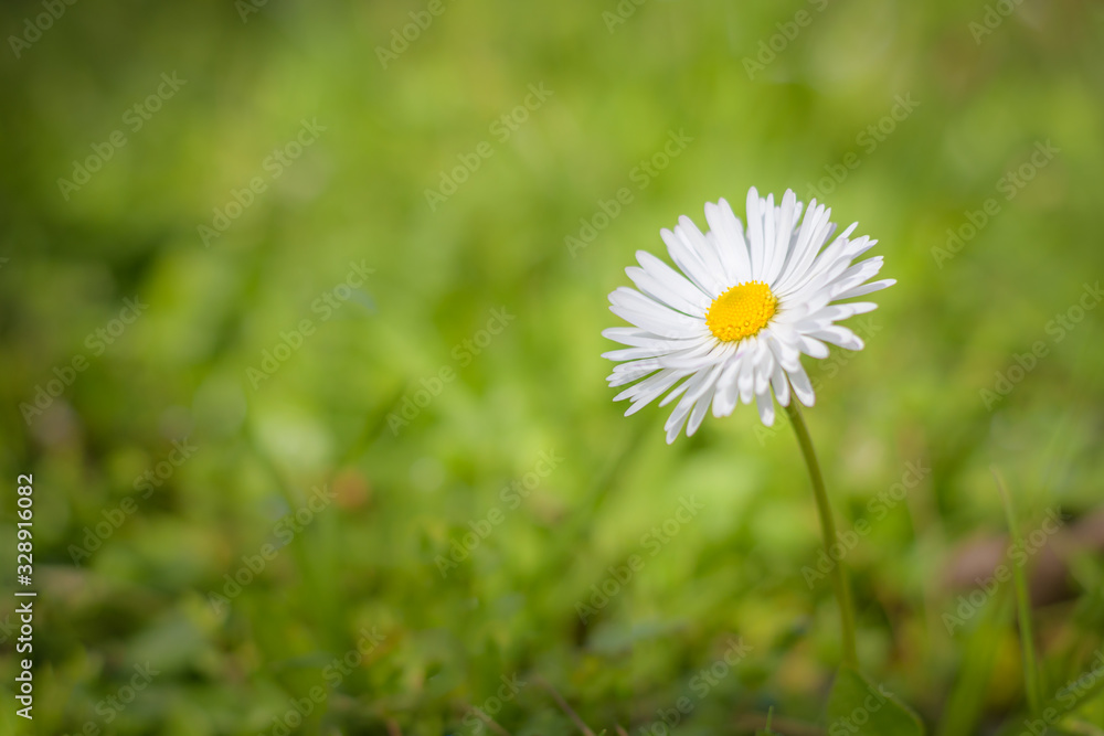 A single common daisy (bellis perennis) in green field A single common daisy (bellis perennis) in green field