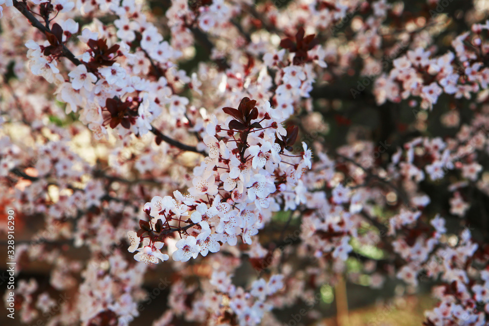 Ben arrivata primavera: fioritura di un albero di Prunus, delicati fiori bianchi appena sbocciati Ben arrivata primavera: fioritura di un albero di Prunus, delicati fiori bianchi appena sbocciati