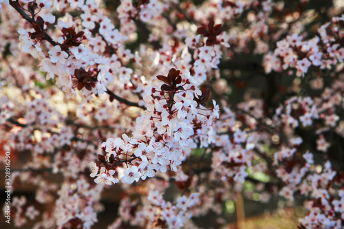 Ben arrivata primavera: fioritura di un albero di Prunus, delicati fiori bianchi appena sbocciati