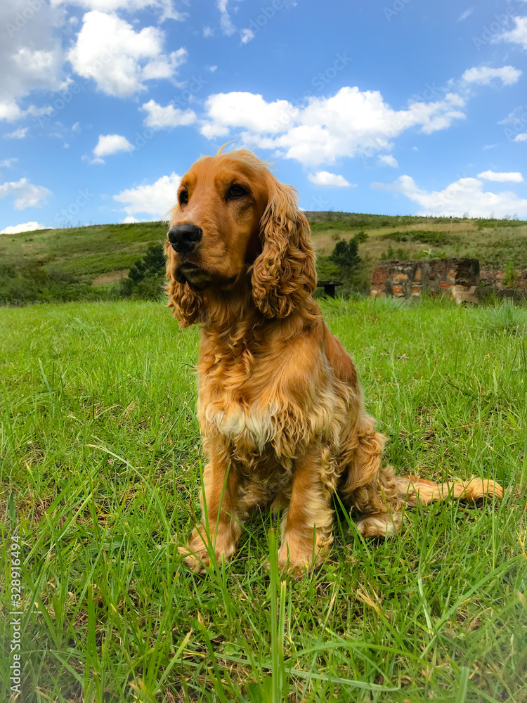Banjo Spaniel Banjo Spaniel