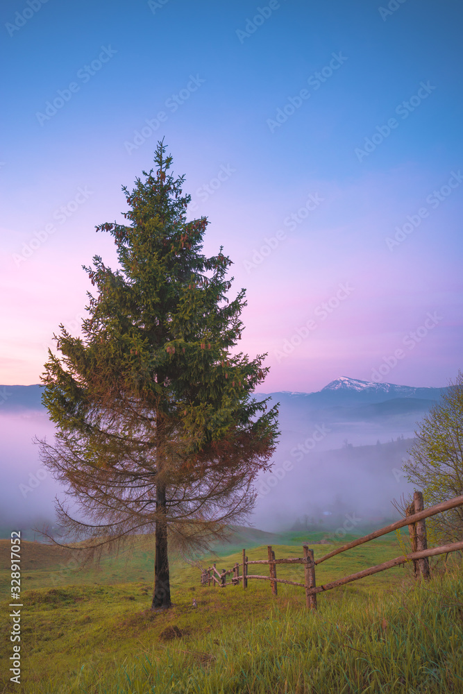 Fototapeta premium Lonely tree on a grassy hill in a carpathian mountains