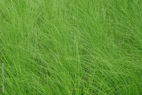 Long stem green grass background  Natural green leaves texture with copy space for design template.