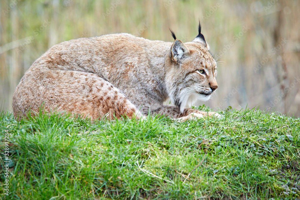 Fototapeta premium Luchs sitzt auf einer Wiese