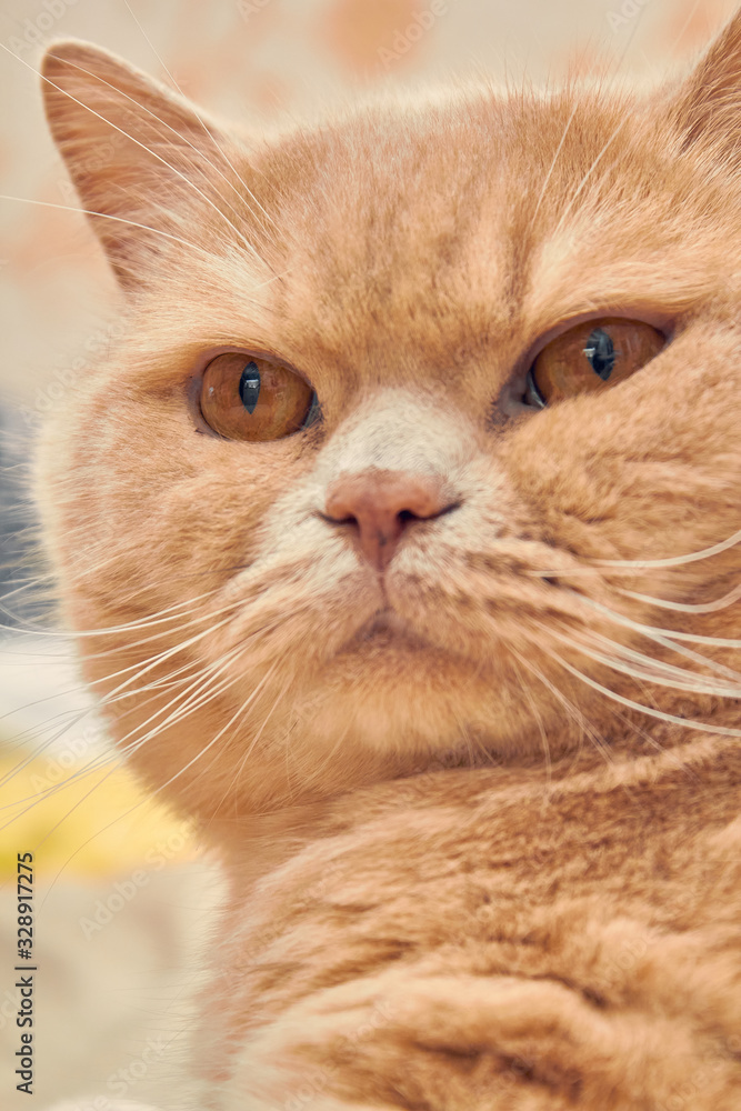 ginger cat with a sad face. close up ginger cat with a sad face. close up