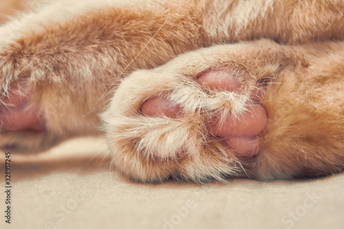 ginger cat two back with pink legs. close up