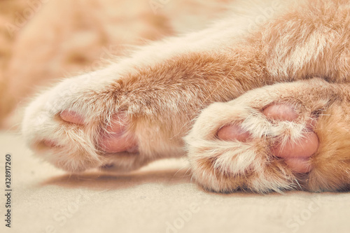 ginger cat two back with pink legs. close up