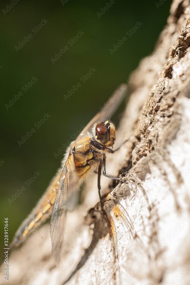 Dragonfly in the wild nature, resting on tree bark on sunny summer morning. Estonia, Europe Dragonfly in the wild nature, resting on tree bark on sunny summer morning. Estonia, Europe