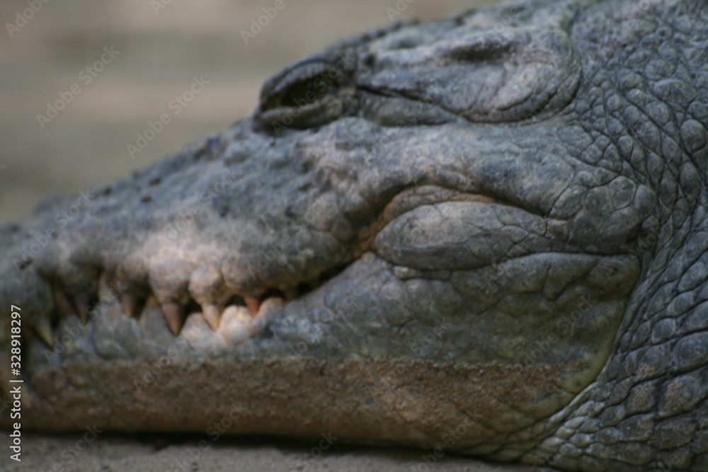 Obraz premium cocodrilo de Gambia