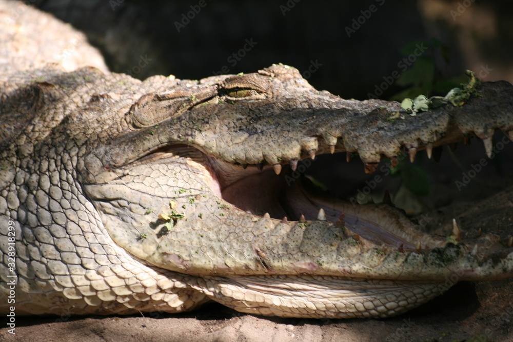 Fototapeta premium cocodrilo de Gambia