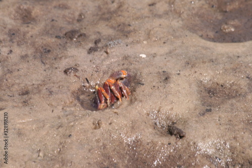 cangrejos en el rio Gambia photo