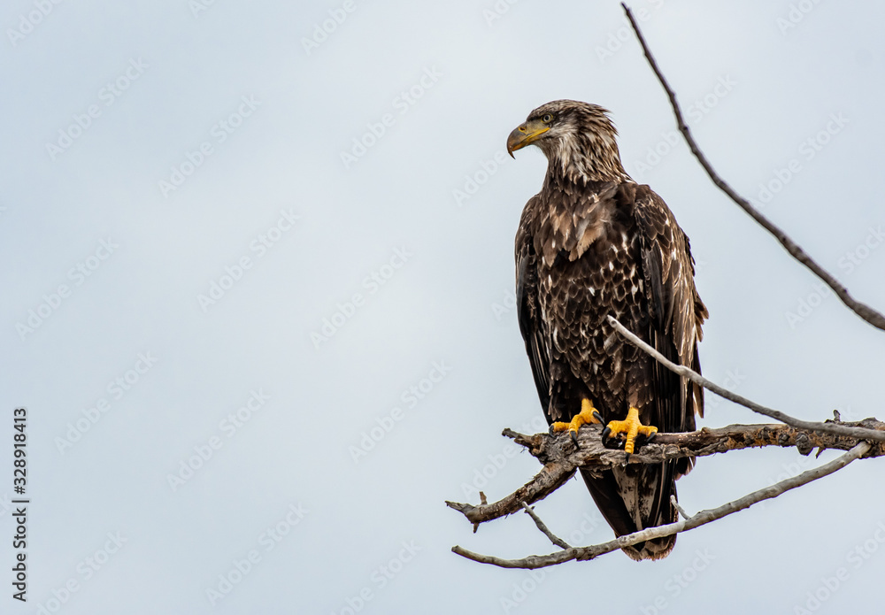 A Juvenile Bald Eagle Perched on a Tree Branch A Juvenile Bald Eagle Perched on a Tree Branch