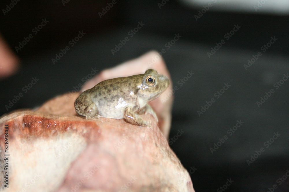 Obraz premium metamorfosis de la rana