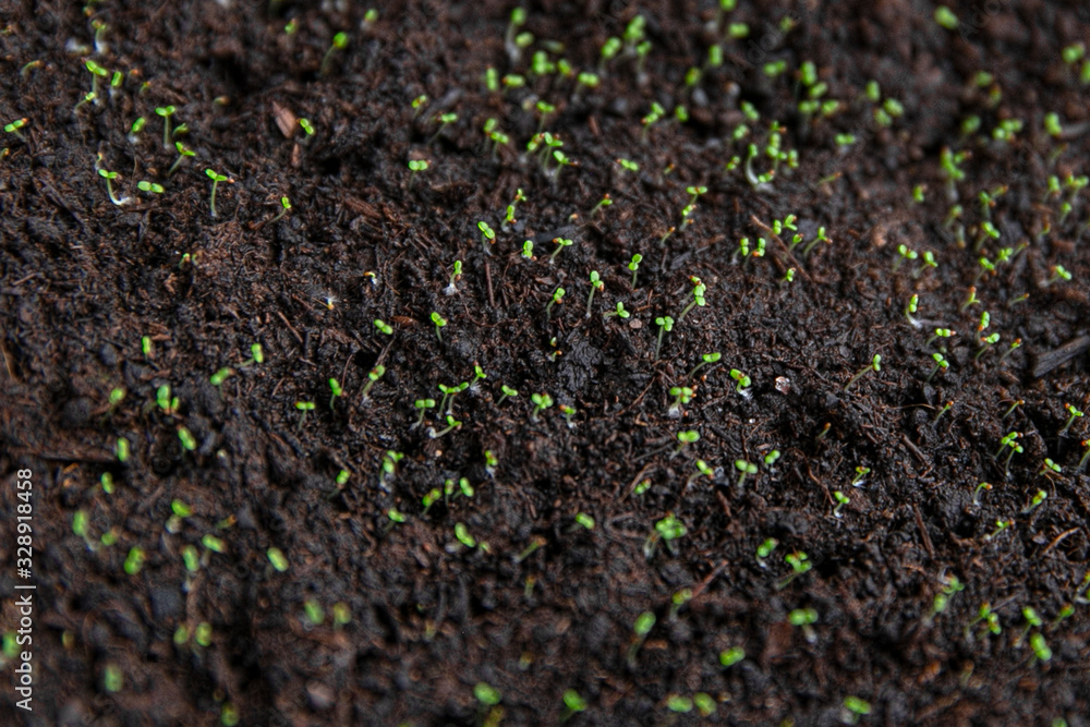 The spring planting. Early seeds of pepper, grown from seeds in boxes at home on the windowsill. The unusual appearance of seedlings in the sunlight. The spring planting. Early seeds of pepper, grown from seeds in boxes at home on the windowsill. The unusual appearance of seedlings in the sunlight.