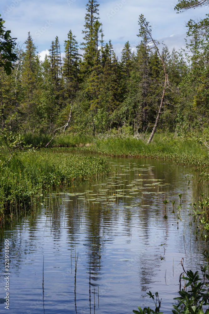 A forest stream near Svarta Sjöarna in Sweden