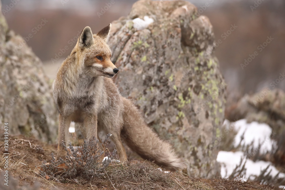 Naklejka premium Fox in a landscape with rocks and snow