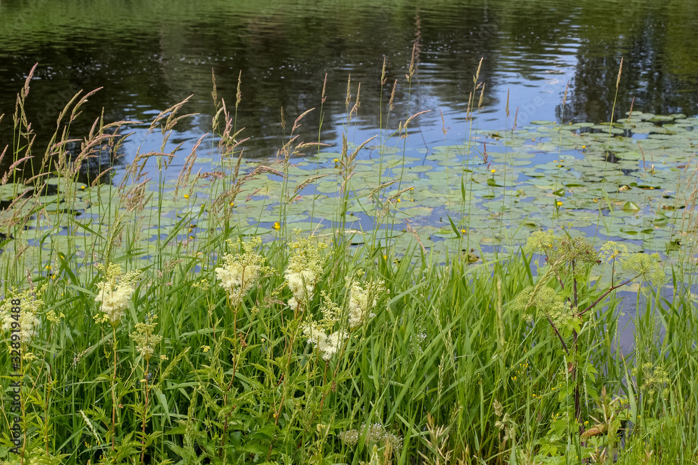 Fototapeta premium Meadowsweet (Latin name Filipendula ulmaria.) A flowering medicinal plant in a natural place of growth, in a wet meadow, on a river, on the shore of a lake.