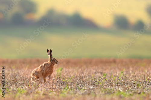 Brown Hare in field