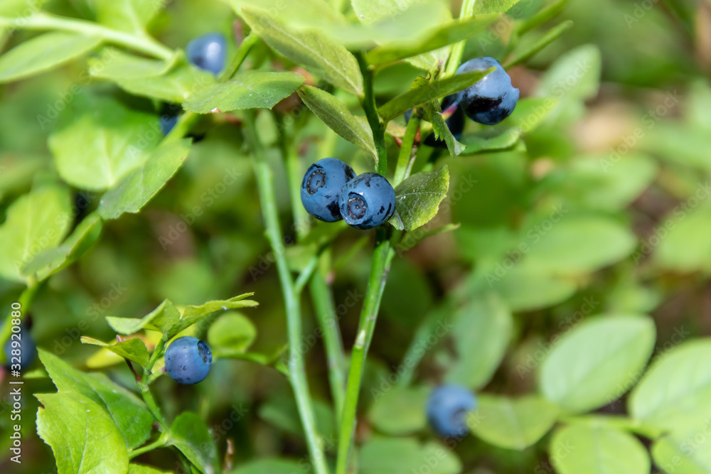 Ripe berries of bilberry grow in forest. Bilberry-bush growing in forest. Ripe berries of bilberry grow in forest. Bilberry-bush growing in forest.