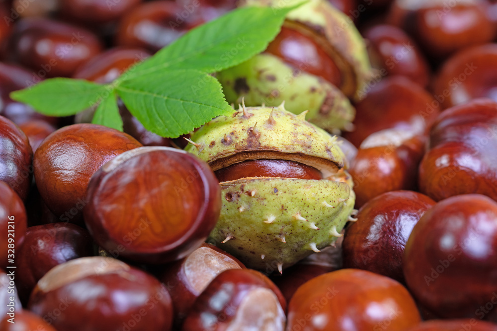 Rosskastanien, Aesculus hippocastanum, in einer Nahaufnahme Rosskastanien, Aesculus hippocastanum, in einer Nahaufnahme