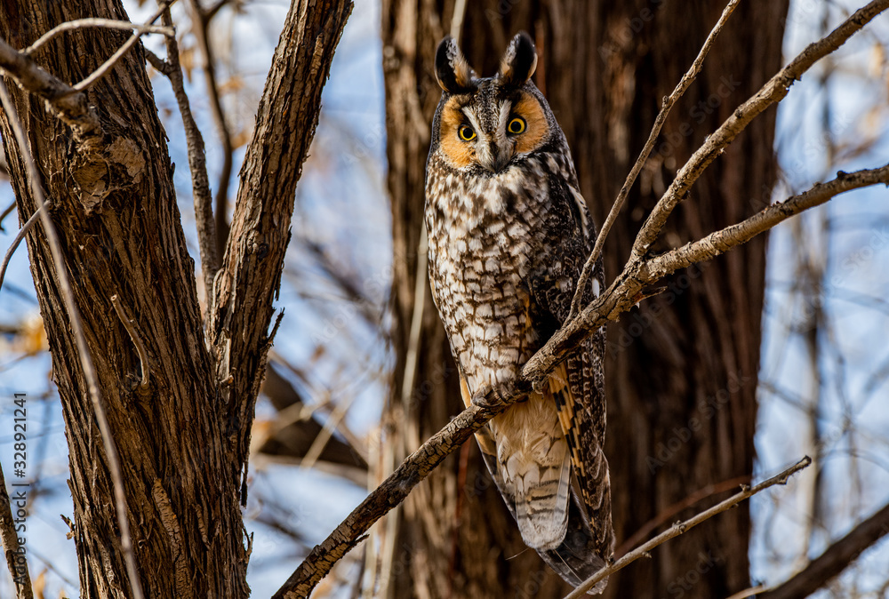 Obraz premium A Long-eared Owl Perched in a Tree