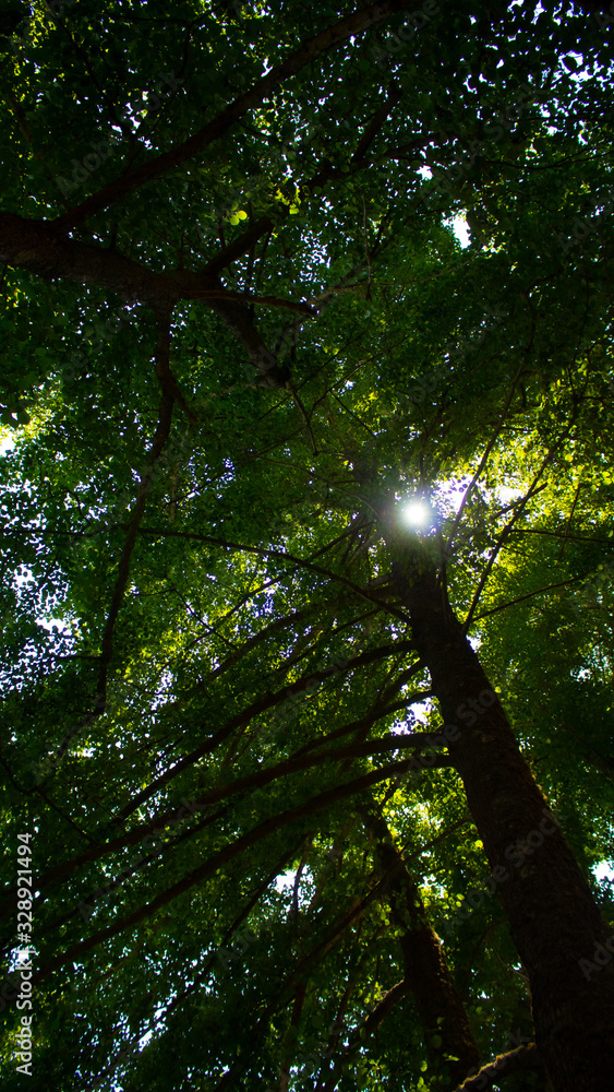 Obraz premium sun in the forest