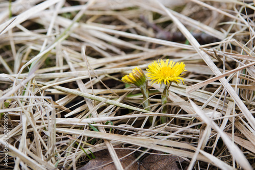 coltsfoot flowers in dry grass in early spring