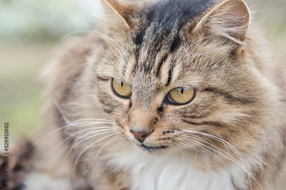 Head of a beautiful striped fluffy cat close-up Head of a beautiful striped fluffy cat close-up