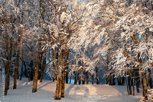 alberi