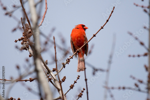 Red Cardinal Male Northern Singing for a Mate © Jeanne