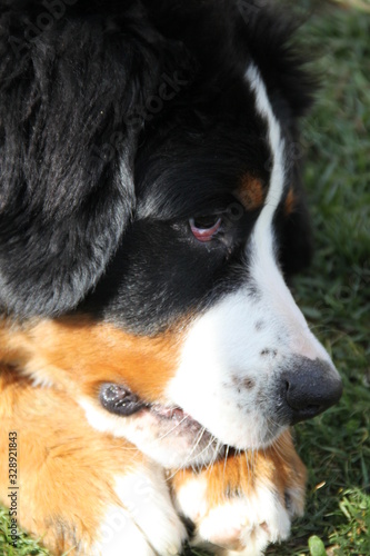 Cute bernese mountain dog puppy chewing a pig ear © Estelle R