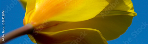 Allphotokz Tulips 20070422 7640 20D