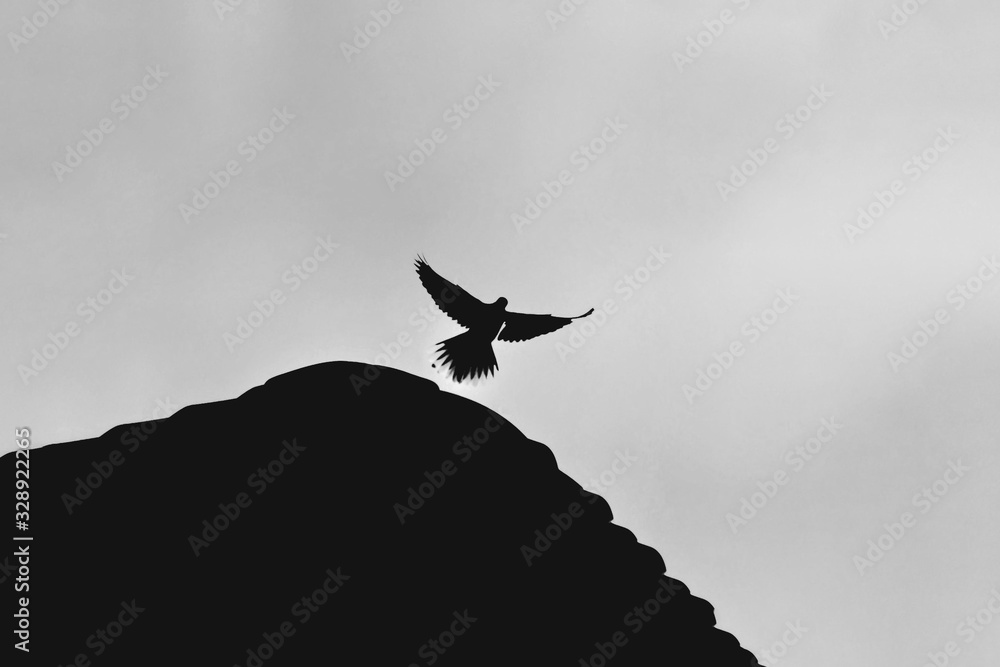 Silhouette of a dove showing its wings and feathers. Silhouette of a dove showing its wings and feathers.