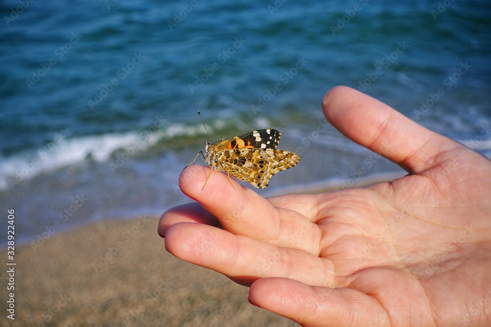 Butterfly red admirable sits on a hand against the background of the sea