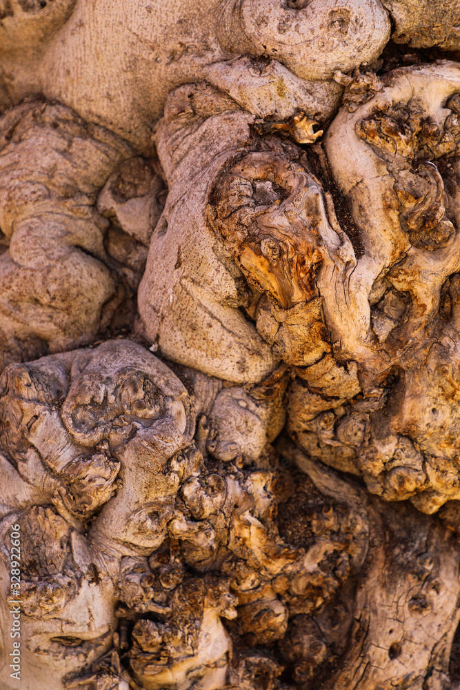 Knotted trunk of an old olive tree Knotted trunk of an old olive tree