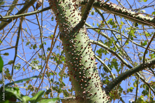 Green chorisia tree trunk with sharp thorns