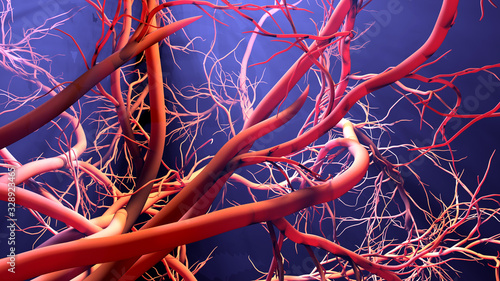 New blood vessel formation