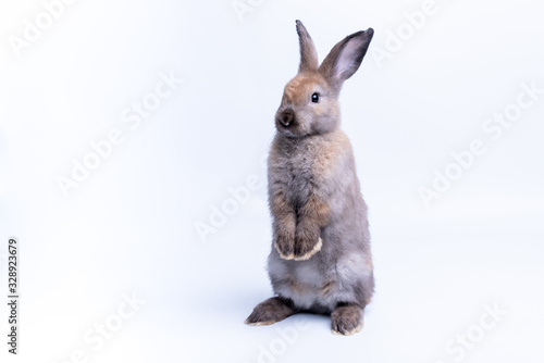 Fototapeta Naklejka Na Ścianę i Meble -  Gray brown fur rabbit Standing with 2 hind legs, On white background, to pet and animal concept.