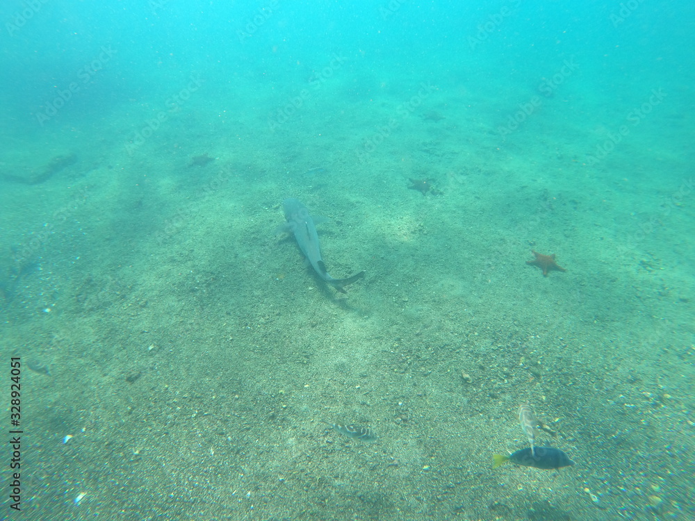 Fototapeta premium Shark