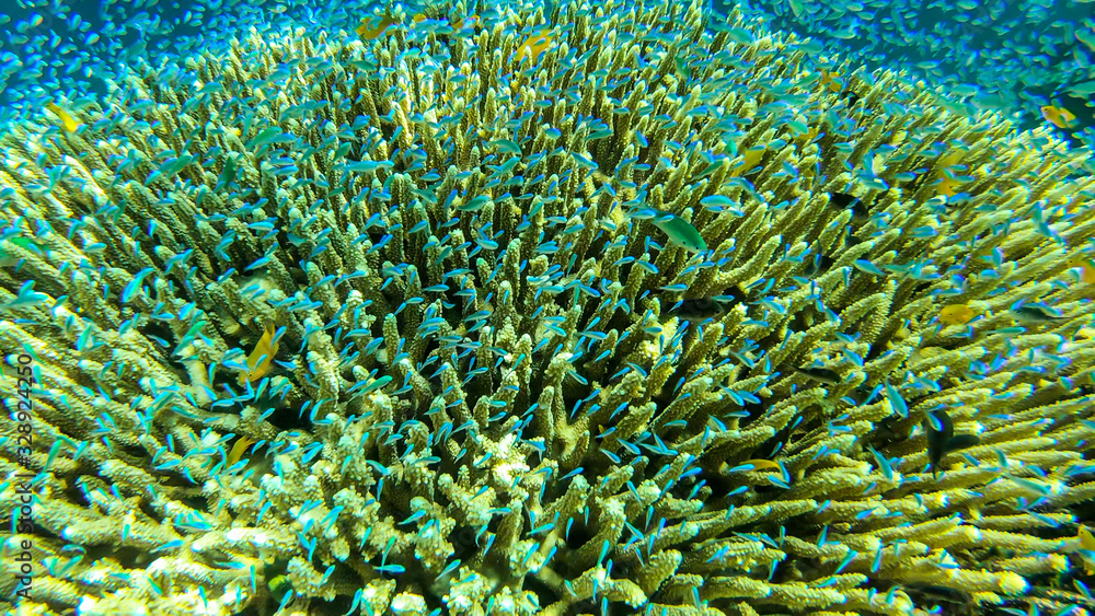 Obraz premium Close up on a coral reef in the region of Komodo Islands, Indonesia. The reef is shimmering with many colors. Numerous school of small neon blue fish hiding in it. Natural ecosystem. Free diving