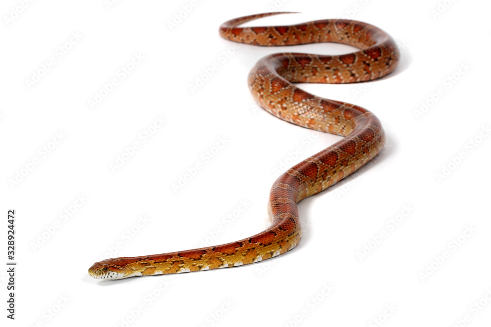 A studio photograph of a corn snake A studio photograph of a corn snake