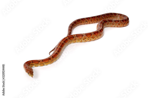 A studio photograph of a corn snake