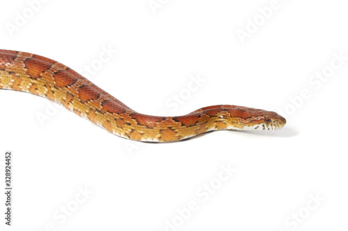 Fotografi A studio photograph of a corn snake