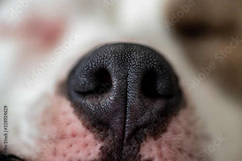 Close-Up of a Dog Nose