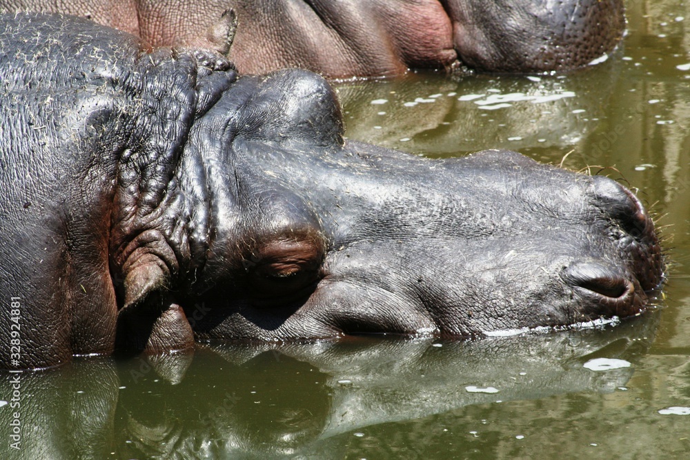 close up head sleeping hippo in wetlands